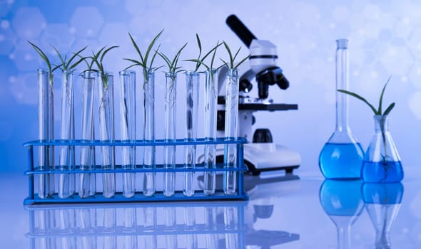 Plant in a test tube of the scientist