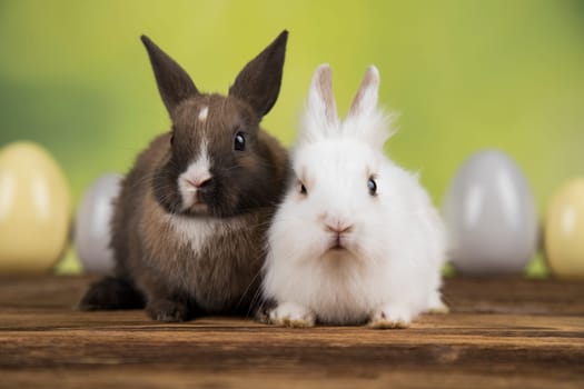 Eggs,Animal Baby bunny, happy easter background