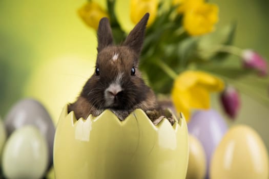 Baby bunny and egg, easter background