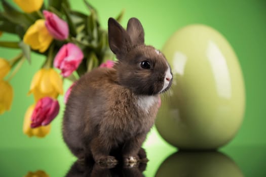 Egg,Little bunny, happy easter background