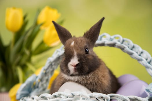 Baby rabbits in a basket