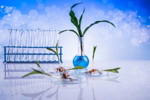 Laboratory glassware, genetically modified plant