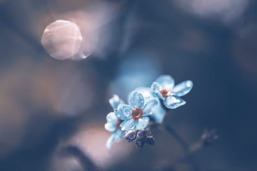Beautiful floral spring abstract background of forget-me-not flowers.