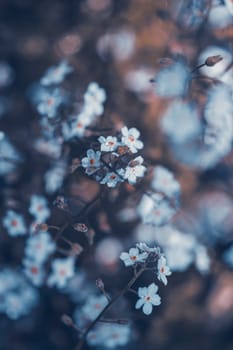 Beautiful floral spring abstract background of forget-me-not flowers.