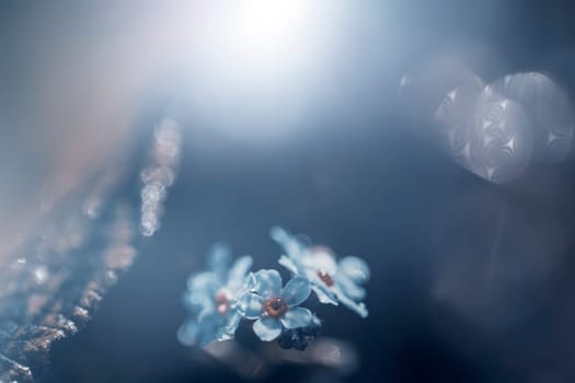 Beautiful floral spring abstract background of forget-me-not flowers.