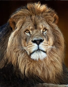 The lion (Panthera leo) is one of the four big cats in the genus Panthera, and a member of the family Felidae. With some males exceeding 250 kg (550 lb) in weigh