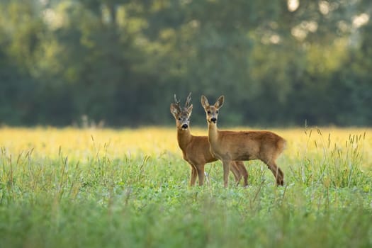 Roe deer, capreolus capreolus, couple standing close together on green field in sunny summer nature. Buck and doe looking on meadow in mating season. Two brown mammals observing on glade.