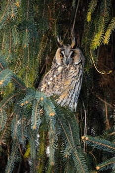 Adult long-eared owl, asio otus, with beautiful orange eyes and plumage perched on the tree. Lesser horned owl sitting on branch with needles. Nocturnal bird looking and hunting on sunlight.