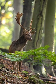 Fallow deer, dama dama, standing in woodland in fall in vertical shot. Wild stag looking in forest in autumn nature. Antlered mammal observing in green environmnet.