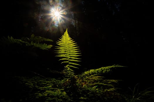 A single fern leaf growing on a dark place in forest illuminated by sun rays. Natural background with vibrant green plant surrounded by dark shadows.