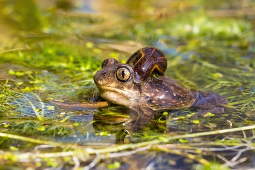 European Spadefoot Toad, Pelobates fuscus, with leech attached to neck. Wild frog with a parasite sucking blood in wetland. Amphibian resting in a wetland.