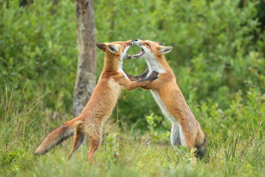 Two red fox, vulpes vulpes, puppies biting and scratching each other during a play in summer forest. near Beautiful animals dealing in the natural habitat. Animal wildlife in woodland.