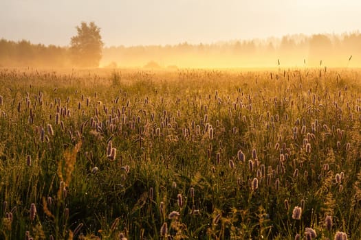Sun rising over a misty nature scenery with many blooming wildflowers. blooming flower in nature. Flourishing meadow covered in fog in the morning. Wide angle perspective of unspoiled wilderness.