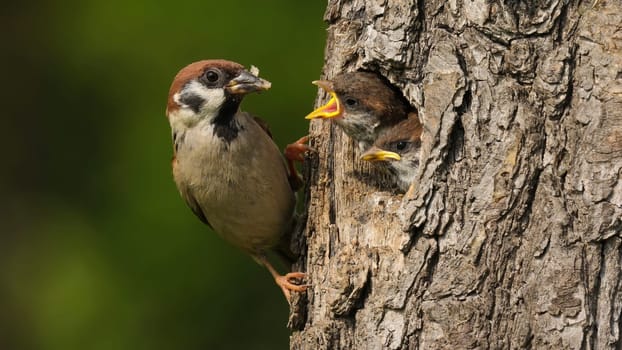 The Eurasian tree sparrow, passer montanus, sitting on the tree with his nest and feeding his child. Beautiful scenery of beginning of new life of birds.
