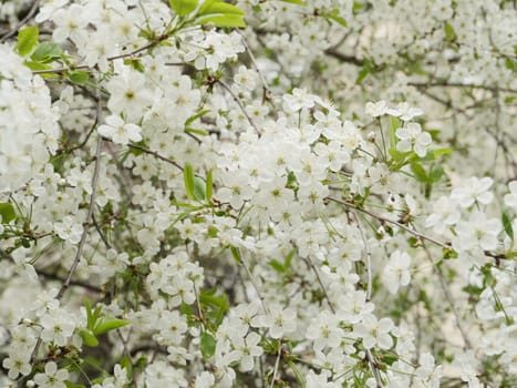lush cherry blossom many white flowers spring white background