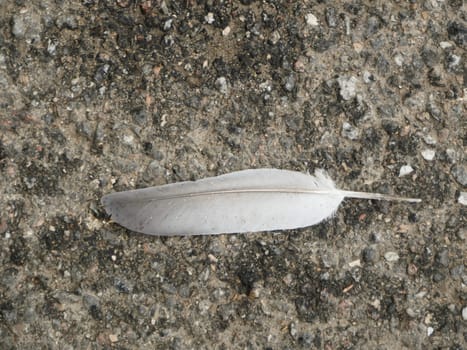 feather of a large gray bird fell to the ground