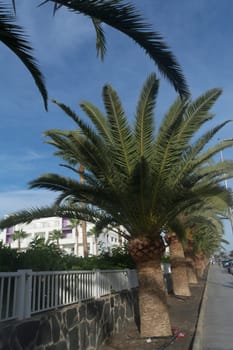 Palm trees in Gran Canaria. Avenue of palm trees on a street in Gran Canaria