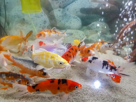 Pterophyllum Scalare in aqarium water, yellow angelfish, Aquaria concept