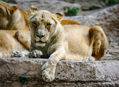 Leone reclined position, sitting in the sun