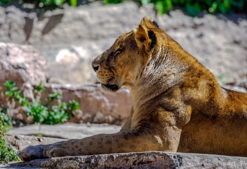 Leone reclined position, sitting in the sun