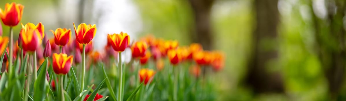 Tulips in flower beds in the park in spring. Beautiful flowers on the natural background.