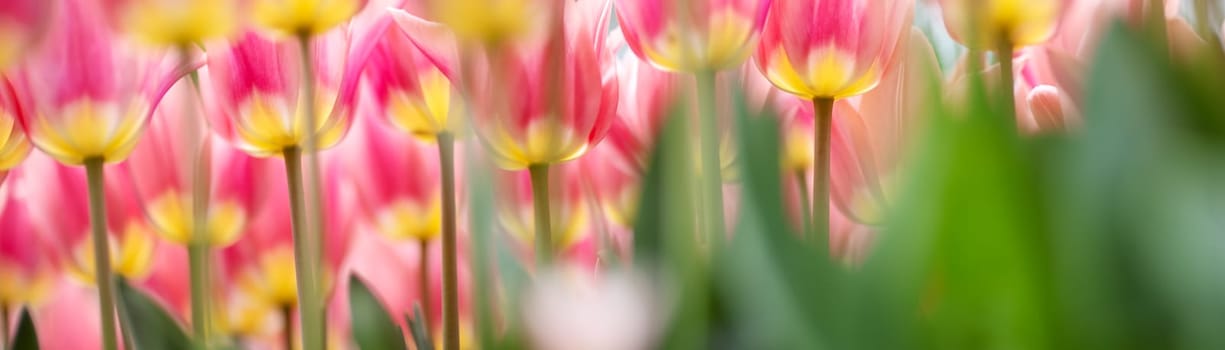 Tulips in flower beds in the garden in spring.Beautiful flowers on sunny day on blue sky background.