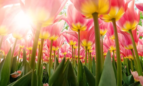 Tulips in flower beds in the garden in spring. Beautiful flowers on sunny day in the park.
