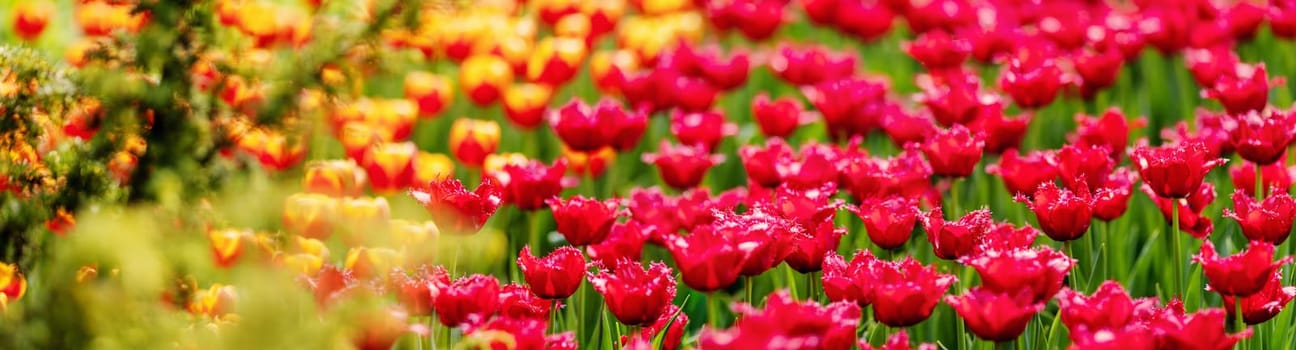 Tulips in flower beds in the garden in spring. Beautiful flowers on sunny day on blue sky background.