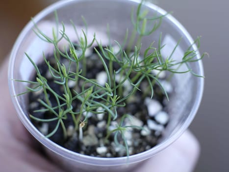 pine seedlings in a pot grown from seeds stretching towards the light