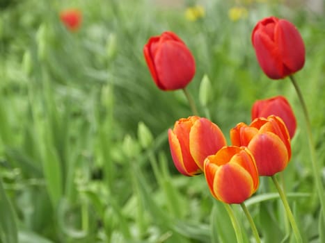 red tulips bloom in the garden in spring