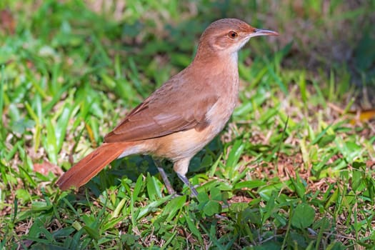 A pale-breasted thrush in the Grasses near Iguazu Falls in Brazil