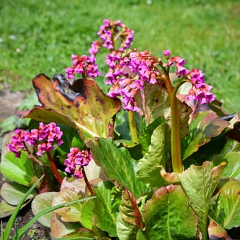 Bergenia crassifolia