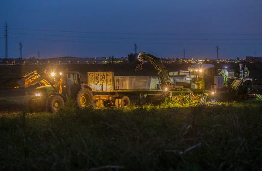 Tomato harvester working at night. Discharge. Vegas Bajas del Guadiana, Spain
