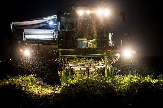 Tomato harvester working at night. Vegas Bajas del Guadiana, Spain