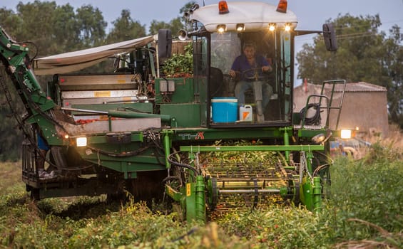 Badajoz, Spain - August 23th, 2018: Tomato harvester working at sunset. Vegas Bajas del Guadiana, Spain