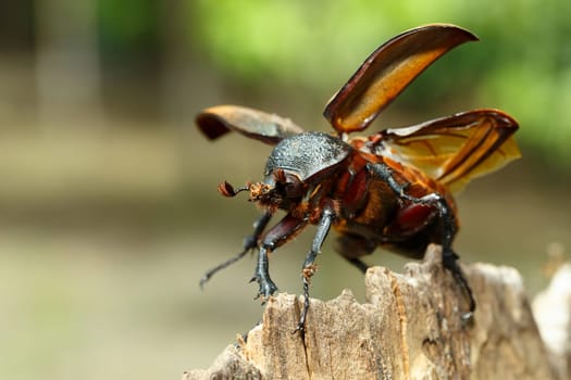 beetle in Tangkoko rainforest. Rhinoceros beetle, Rhino beetle, Hercules beetle, Horn beetle female. Indonesia wildlife