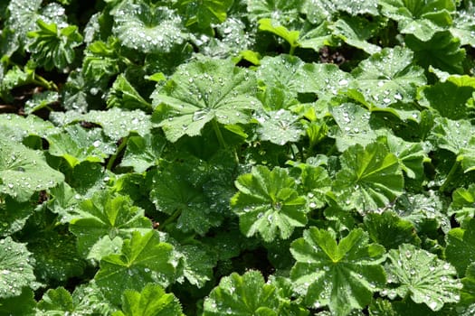 Alchemilla after a rain shower