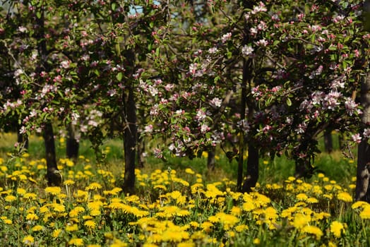 Cherry blossom