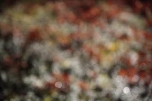 bokeh background