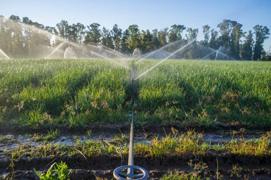 Sprinklers at work under sunset sunrays at onions field. Agriculture irrigation concept