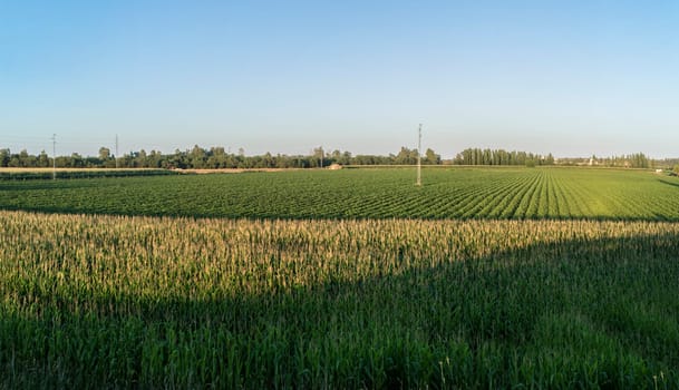 Agricultural landscape of corn and tomatoes field. Typical crops in Guadiana River meadows, Badajoz, Spain