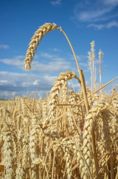 Nice wheat ears plenty of grains at cereal field over blue sky. Low angle view