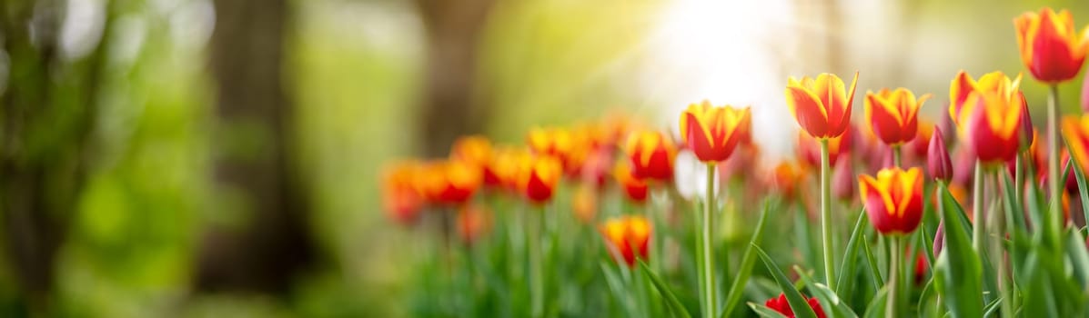 Tulips in flower beds in the park in spring. Beautiful flowers on sunny day on the natural background.