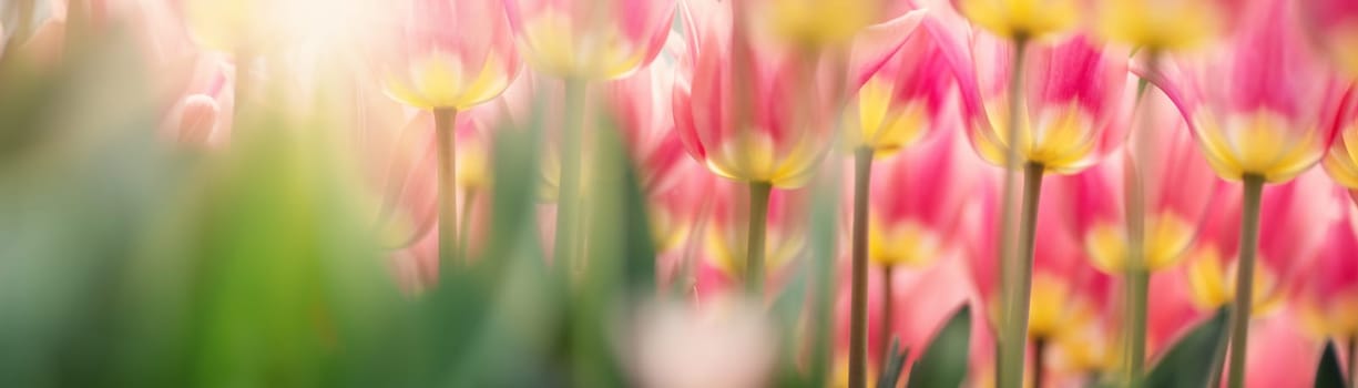 Tulips in flower beds in the garden in spring.Beautiful flowers on sunny day on blue sky background.