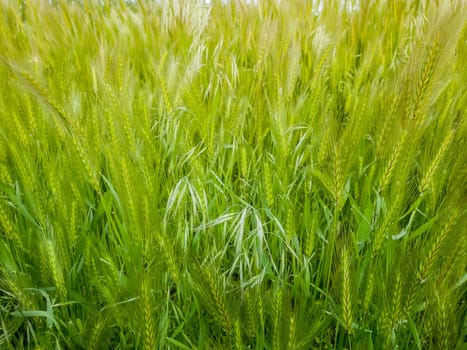 Blooming wild foxtail plants on a picturesque summer meadow. Different greening vegetation sway in the wind. Idyllic rural nature scene, green spring field. Countryside grassland seasonal beauty.