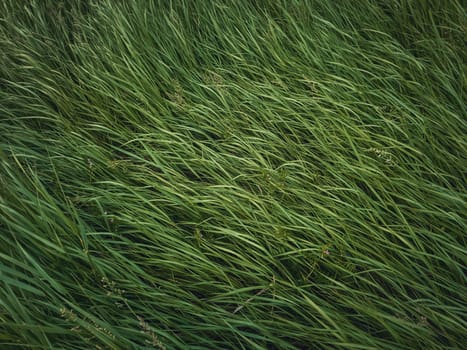 Closeup wild green grass sway in the wind. Greening plants on a picturesque summer meadow. Different herb and vegetation. Idyllic rural field texture, natural background. Countryside grassland.
