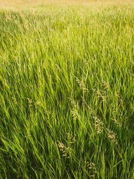 Blooming wild bromus madritensis, foxtail brome plants, on a picturesque summer meadow. Different greening herb, vertical shot. Idyllic rural nature, green spring field texture. Countryside grassland