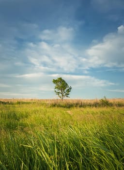 Picturesque summer landscape with a lone tree in the field surrounded by reed vegetation. Empty land, idyllic rural nature scene. Countryside seasonal beauty.