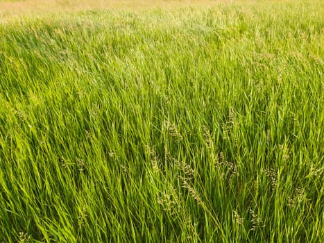 Blooming wild bromus madritensis, foxtail brome plants, on a picturesque summer meadow. Different greening herb sway in the wind. Idyllic rural nature scene, green spring field. Countryside grassland.