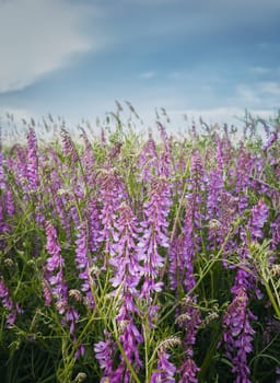 Purple meadow of blooming tufted vetch flowers. Wild vicia cracca, a scrambling plant with violet petals, similar to pea vegetation. Closeup picturesque summer field. Countryside grassland background.